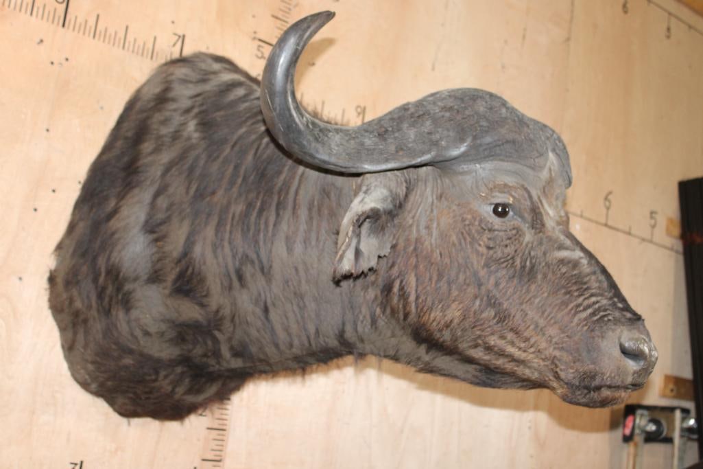 CAPE BUFFALO Shoulder Mount - 3