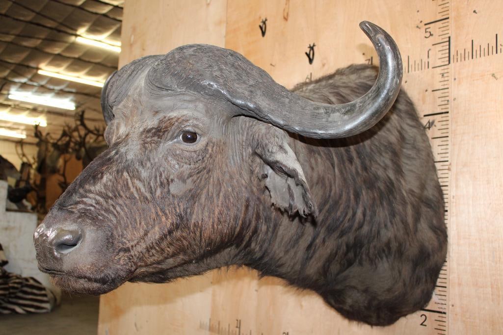 CAPE BUFFALO Shoulder Mount - 4