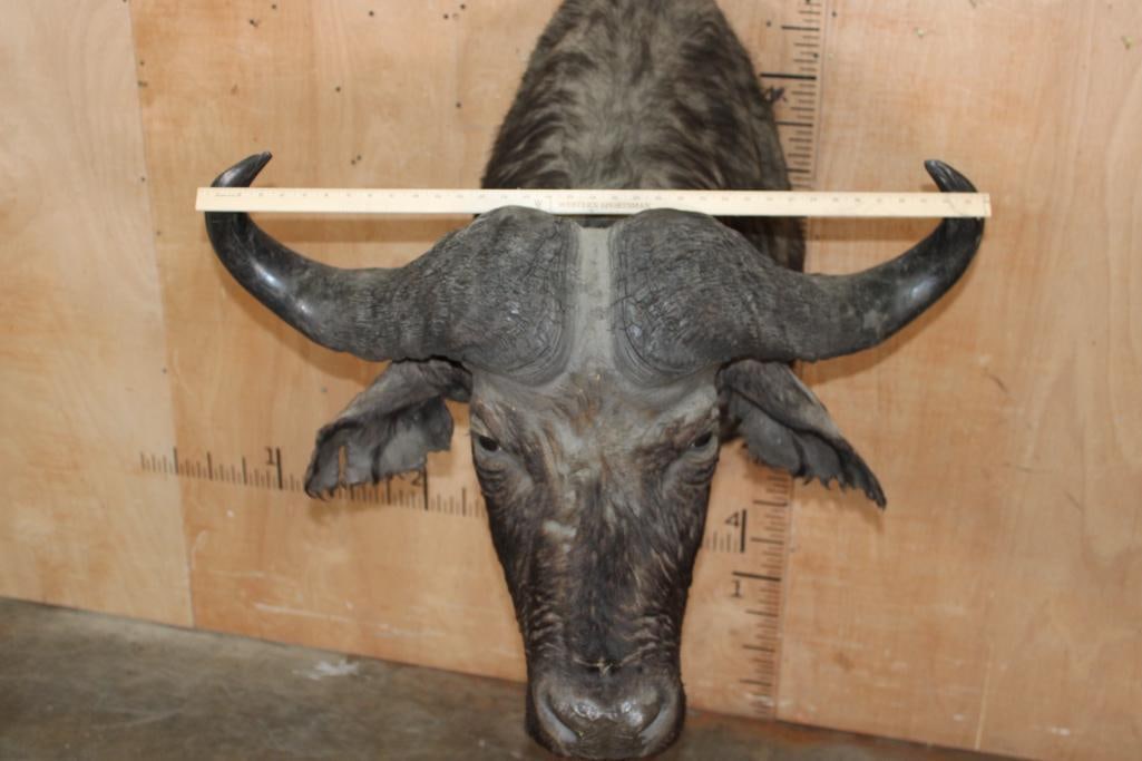 CAPE BUFFALO Shoulder Mount - 5