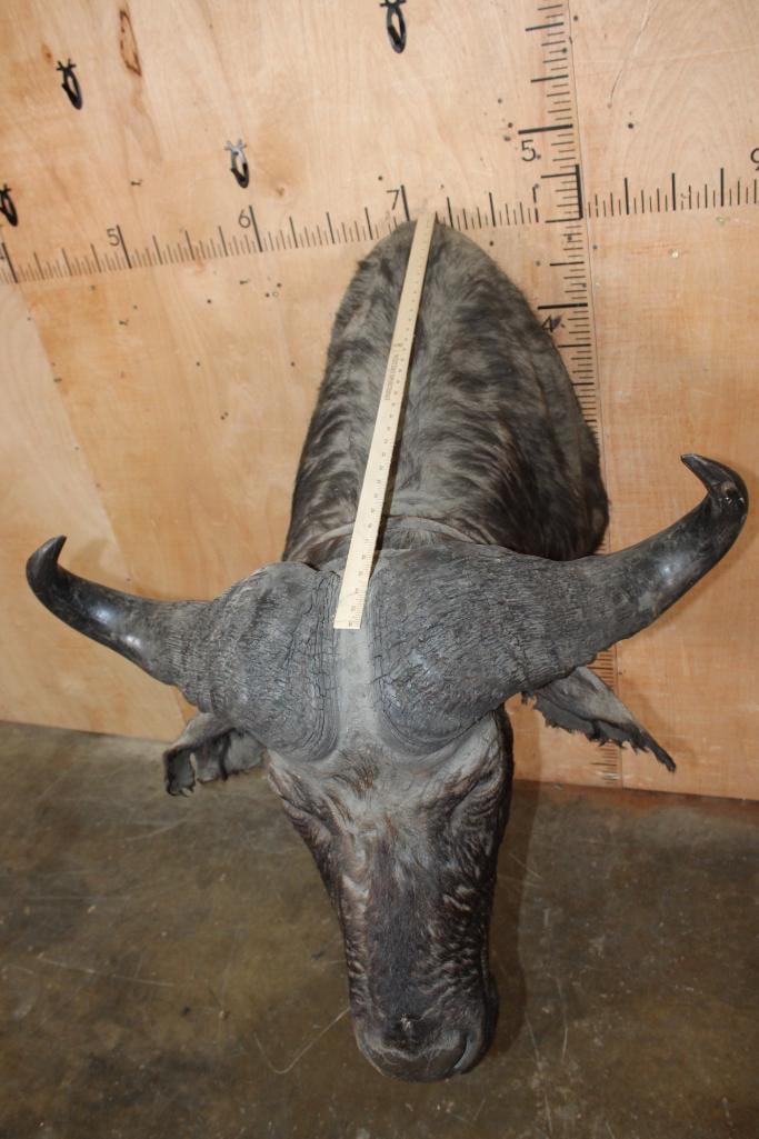 CAPE BUFFALO Shoulder Mount - 6