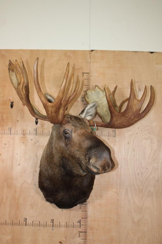 Big 23-Point MOOSE Shoulder Mount - 2