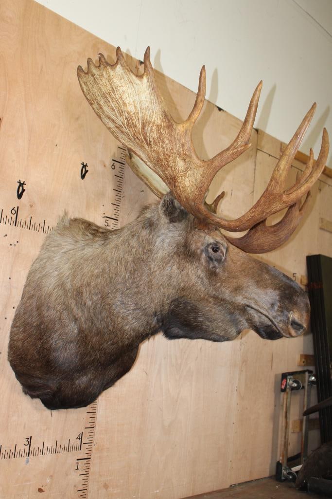 Big 23-Point MOOSE Shoulder Mount - 3
