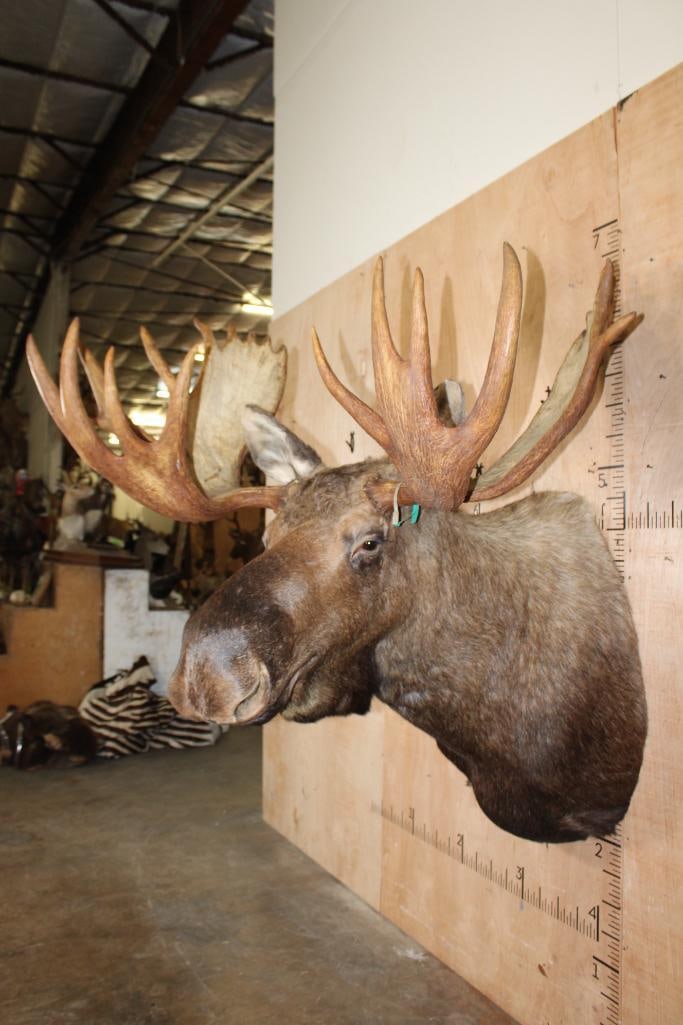 Big 23-Point MOOSE Shoulder Mount - 4