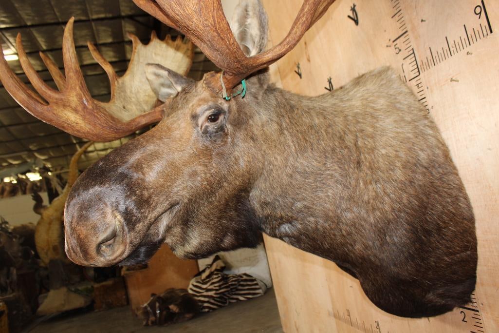 Big 23-Point MOOSE Shoulder Mount - 5