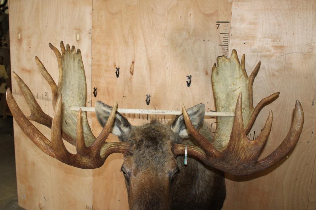 Big 23-Point MOOSE Shoulder Mount - 7