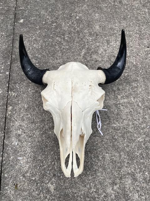 Big Texas BUFFALO or BISON Skull - 2