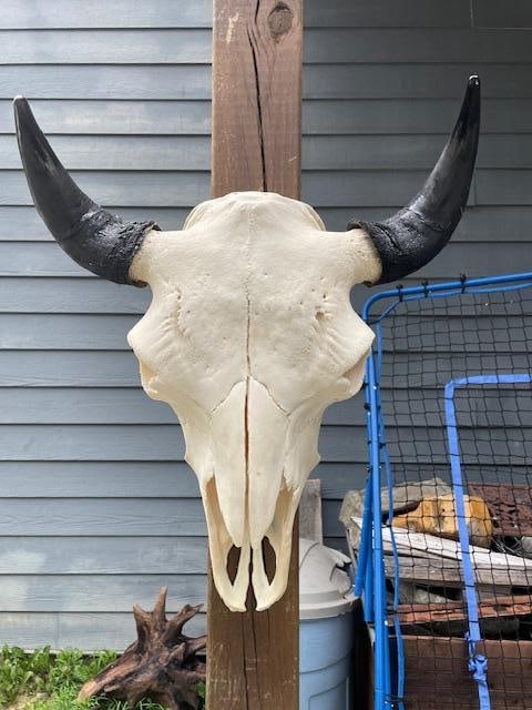 Big Texas BUFFALO or BISON Skull - 3