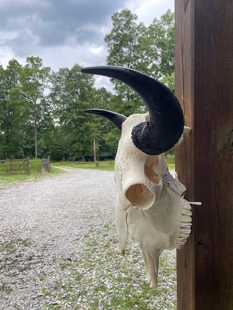 Big Texas BUFFALO or BISON Skull - 4