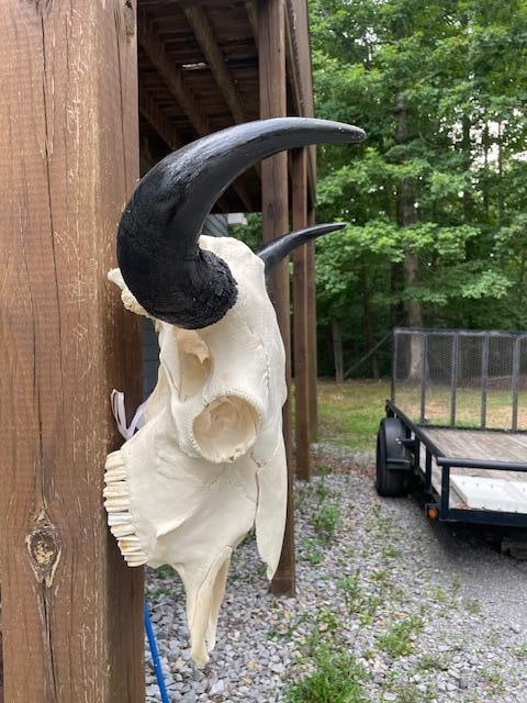 Big Texas BUFFALO or BISON Skull - 5
