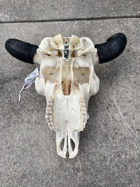 Big Texas BUFFALO or BISON Skull - 6