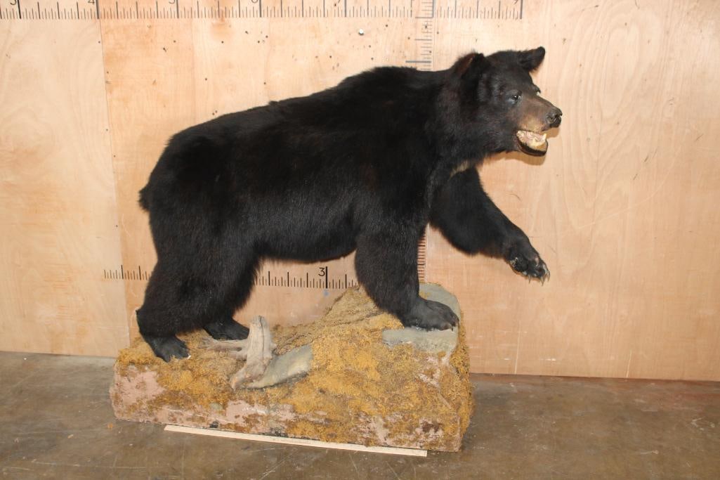 Life-sized BLACK BEAR on a Decorative Base - 2