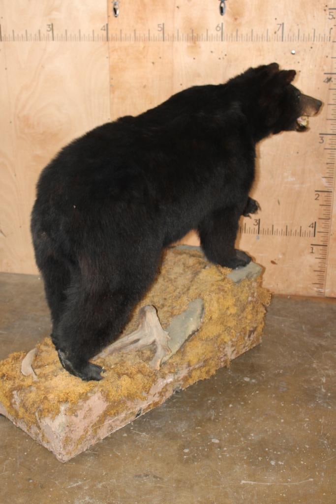 Life-sized BLACK BEAR on a Decorative Base - 7