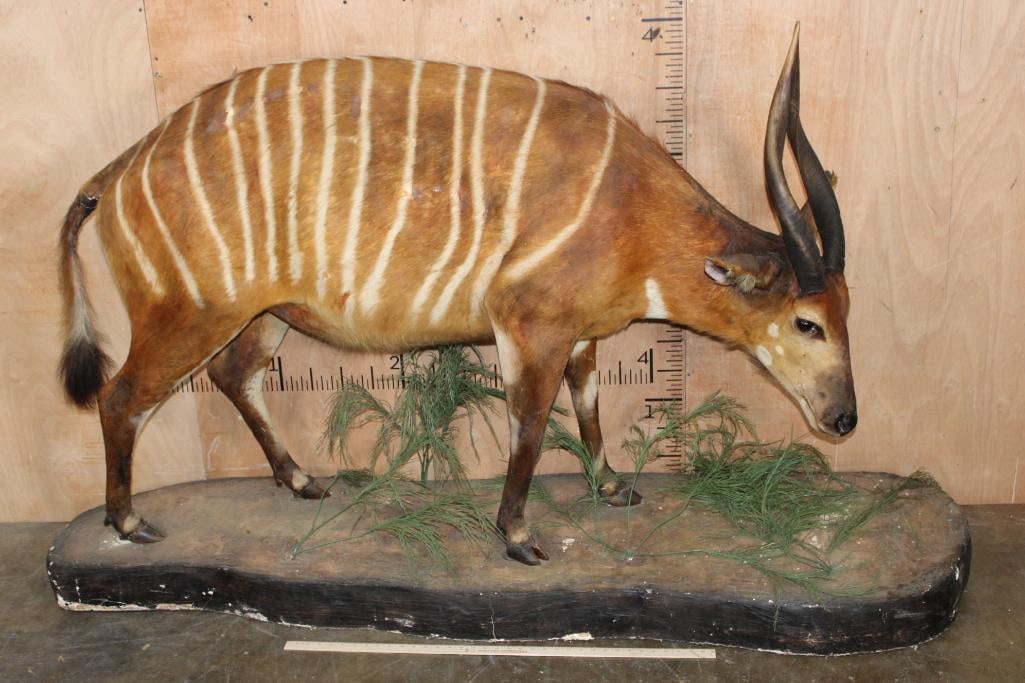Life-sized BONGO on a Decorative Natural Base - 2