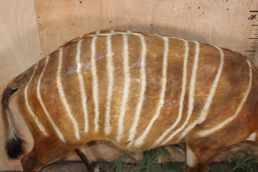 Life-sized BONGO on a Decorative Natural Base - 3