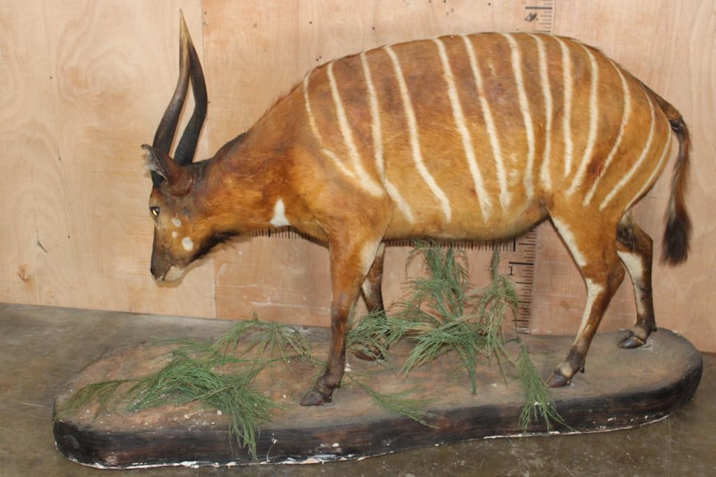 Life-sized BONGO on a Decorative Natural Base - 7