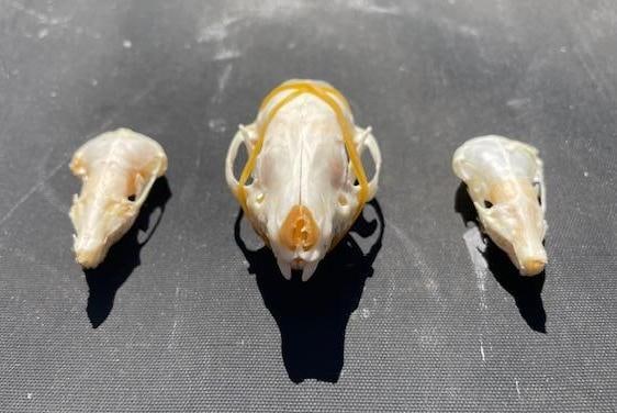 *Rarely Seen* European HEDGEHOG Skull with (2) North American MOLE Skulls - 2