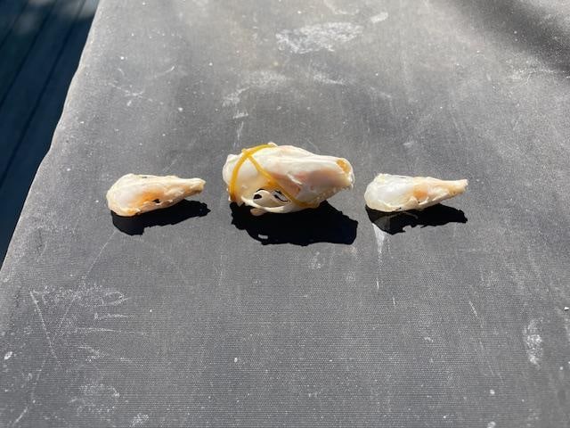 *Rarely Seen* European HEDGEHOG Skull with (2) North American MOLE Skulls - 3