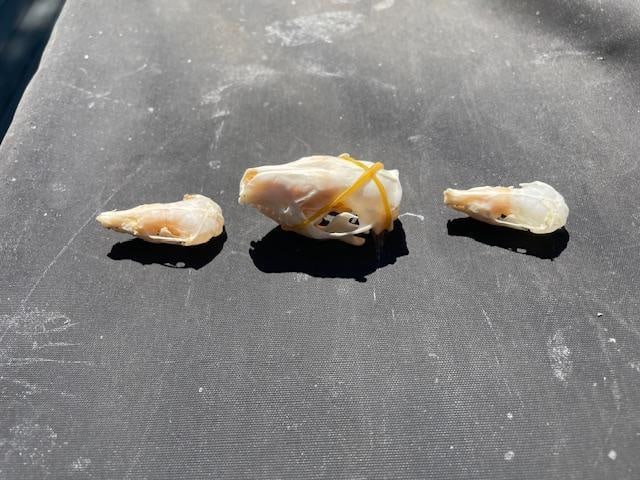 *Rarely Seen* European HEDGEHOG Skull with (2) North American MOLE Skulls - 4