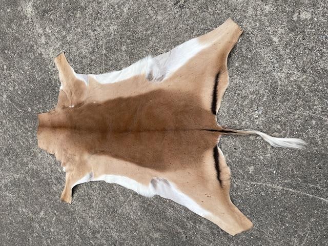 *New* Freshly Tanned XXL AFRICAN IMPALA Hide or Skin - 2