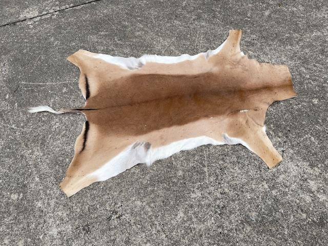 *New* Freshly Tanned XXL AFRICAN IMPALA Hide or Skin - 3