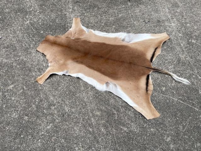 *New* Freshly Tanned XXL AFRICAN IMPALA Hide or Skin - 4