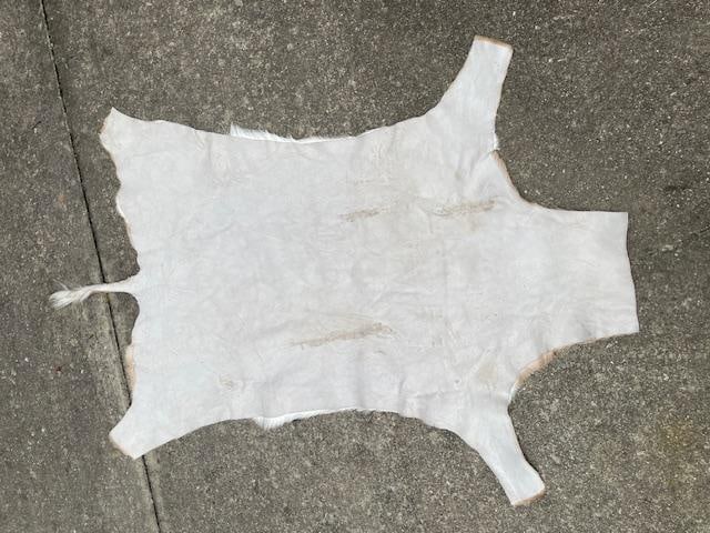 *New* Freshly Tanned XXL AFRICAN IMPALA Hide or Skin - 5
