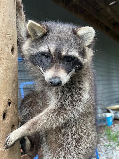 *New* Life-sized RACCOON or "Coon" Climbing on a Driftwood Tree Limb: *New* Life-sized RACCOON or "Coon" Climbing on a Driftwood Tree Limb. He measures 37" Long (or Tall) x approximately 17" Wide. He will make great Ranch or Log Cabin decor. TAXIDERMY 