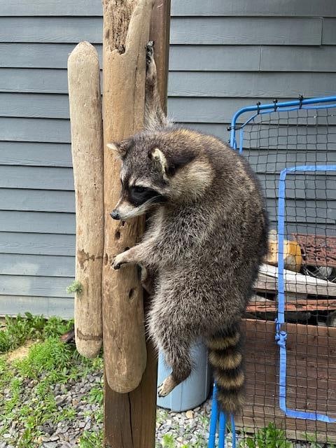 *New* Life-sized RACCOON or "Coon" Climbing on a Driftwood Tree Limb - 2