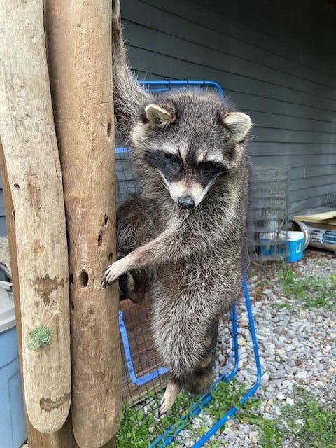 *New* Life-sized RACCOON or "Coon" Climbing on a Driftwood Tree Limb - 3