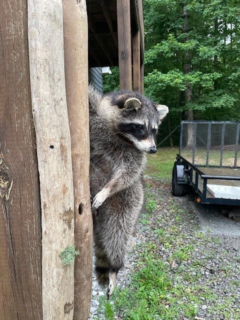 *New* Life-sized RACCOON or "Coon" Climbing on a Driftwood Tree Limb - 4
