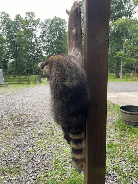 *New* Life-sized RACCOON or "Coon" Climbing on a Driftwood Tree Limb - 5