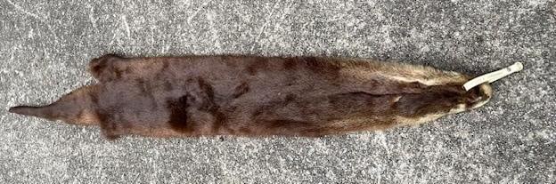 Soft and Tanned AMERICAN RIVER OTTER Fur, Hide, or Skin - 2