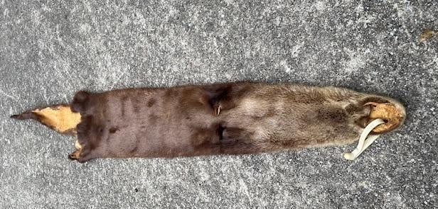 Soft and Tanned AMERICAN RIVER OTTER Fur, Hide, or Skin - 3