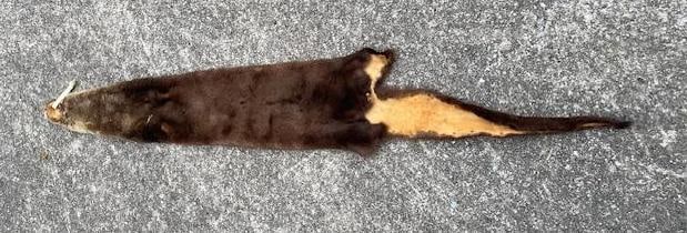 Soft and Tanned AMERICAN RIVER OTTER Fur, Hide, or Skin - 4