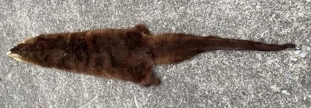 Soft and Tanned AMERICAN RIVER OTTER Fur, Hide, or Skin - 5