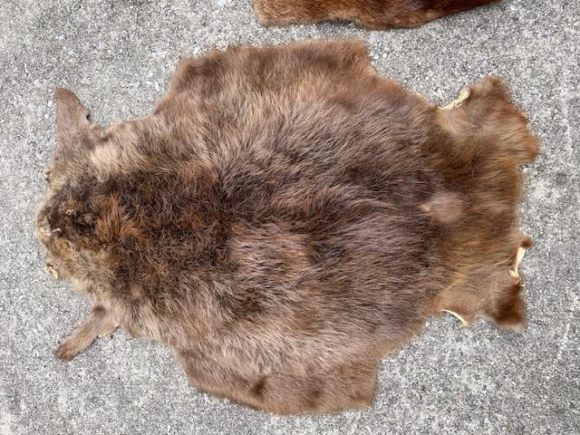 (2) *New* Soft and Tanned "Open" BEAVER Fur, Hides, or Skins - 2