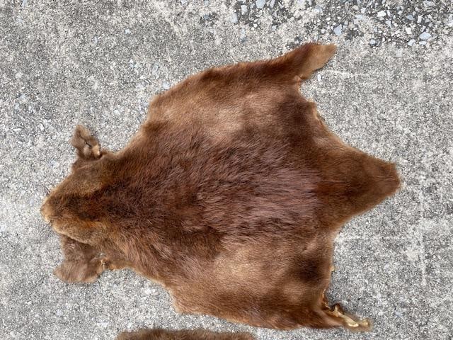 (2) *New* Soft and Tanned "Open" BEAVER Fur, Hides, or Skins - 3