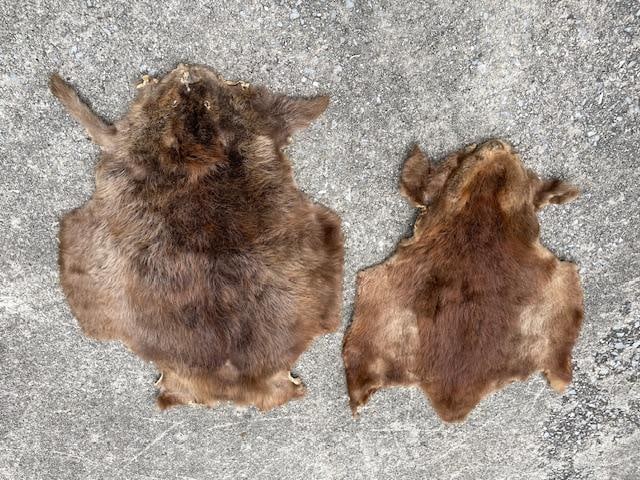 (2) *New* Soft and Tanned "Open" BEAVER Fur, Hides, or Skins - 4