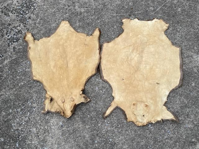 (2) *New* Soft and Tanned "Open" BEAVER Fur, Hides, or Skins - 5