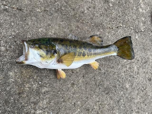 *Real Skin* LARGE MOUTH BASS Fish Mount - 2