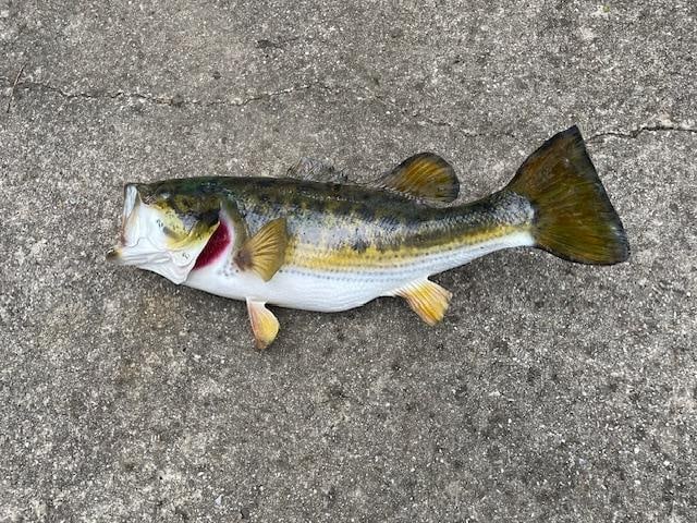*Real Skin* LARGE MOUTH BASS Fish Mount - 3