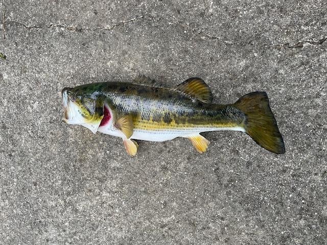 *Real Skin* LARGE MOUTH BASS Fish Mount - 4