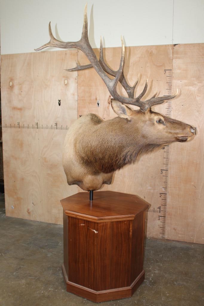 13-Point ELK Pedestal Mount - 2