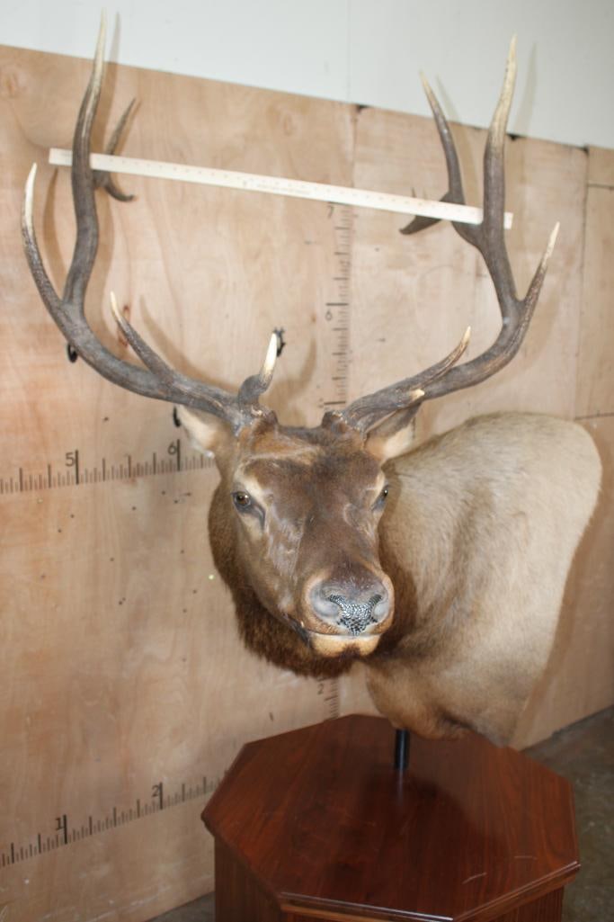 13-Point ELK Pedestal Mount - 7
