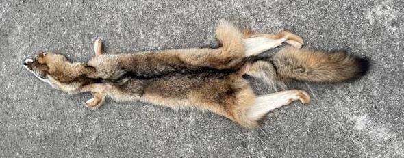 *New* Freshly Tanned XXL COYOTE or BRUSH WOLF Fur, Hide, or Skin - 2