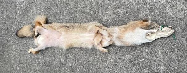 *New* Freshly Tanned XXL COYOTE or BRUSH WOLF Fur, Hide, or Skin - 3