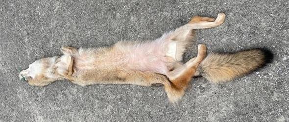 *New* Freshly Tanned XXL COYOTE or BRUSH WOLF Fur, Hide, or Skin - 4