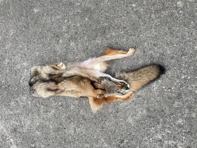 *New* Freshly Tanned XXL COYOTE or BRUSH WOLF Fur, Hide, or Skin - 5