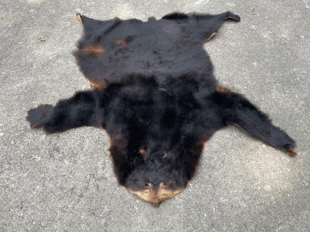 Large Tanned BLACK BEAR Hide mounted with its Head - 2