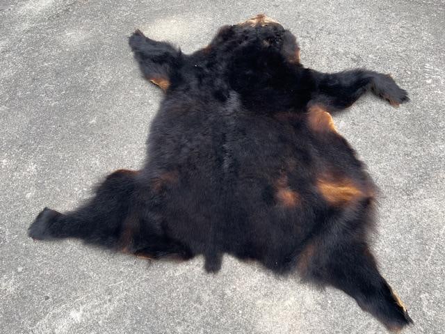 Large Tanned BLACK BEAR Hide mounted with its Head - 3